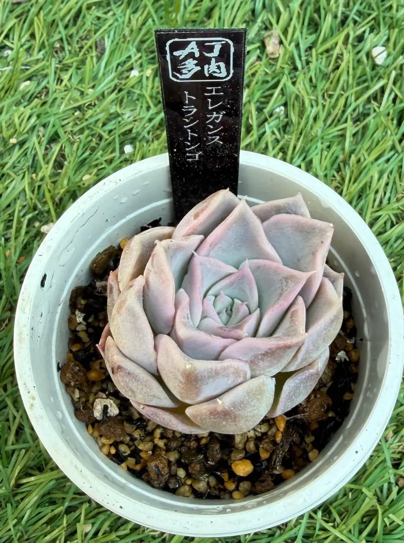 2026年最新】トラントンゴの人気アイテム - メルカリ