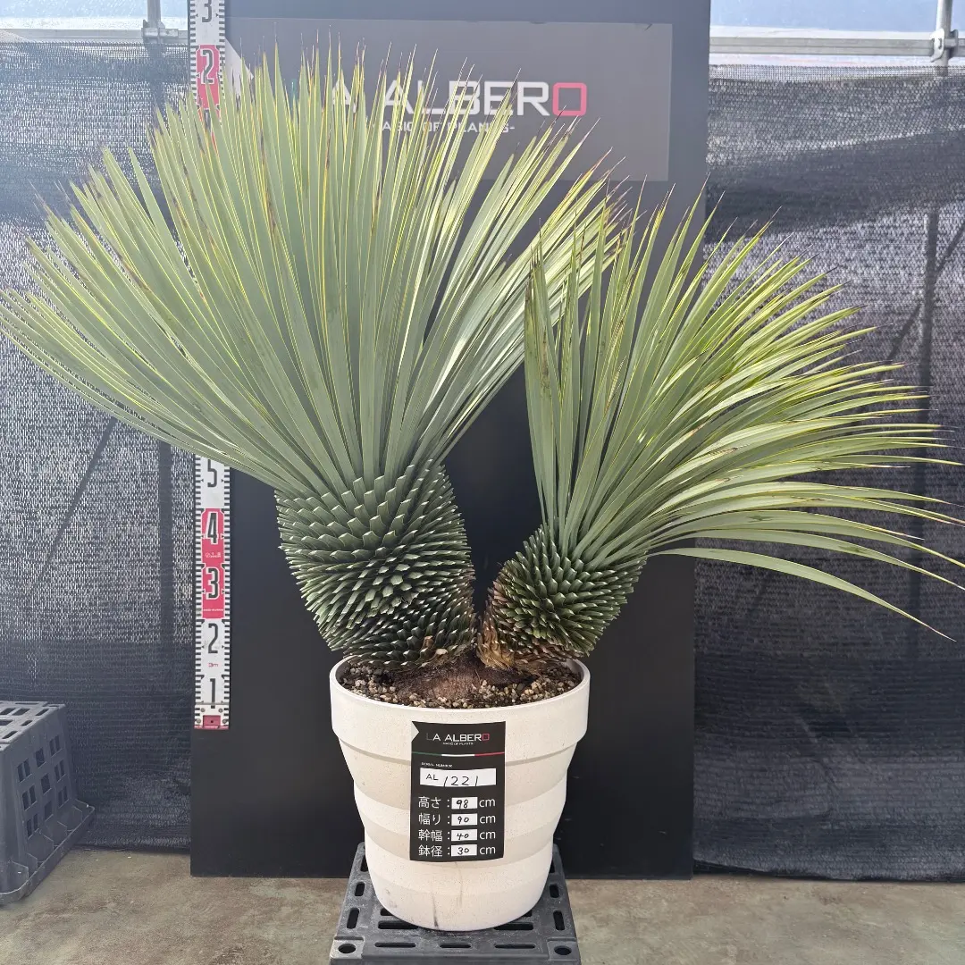 2026年最新】ロストラータ ヘッドの人気アイテム - メルカリ