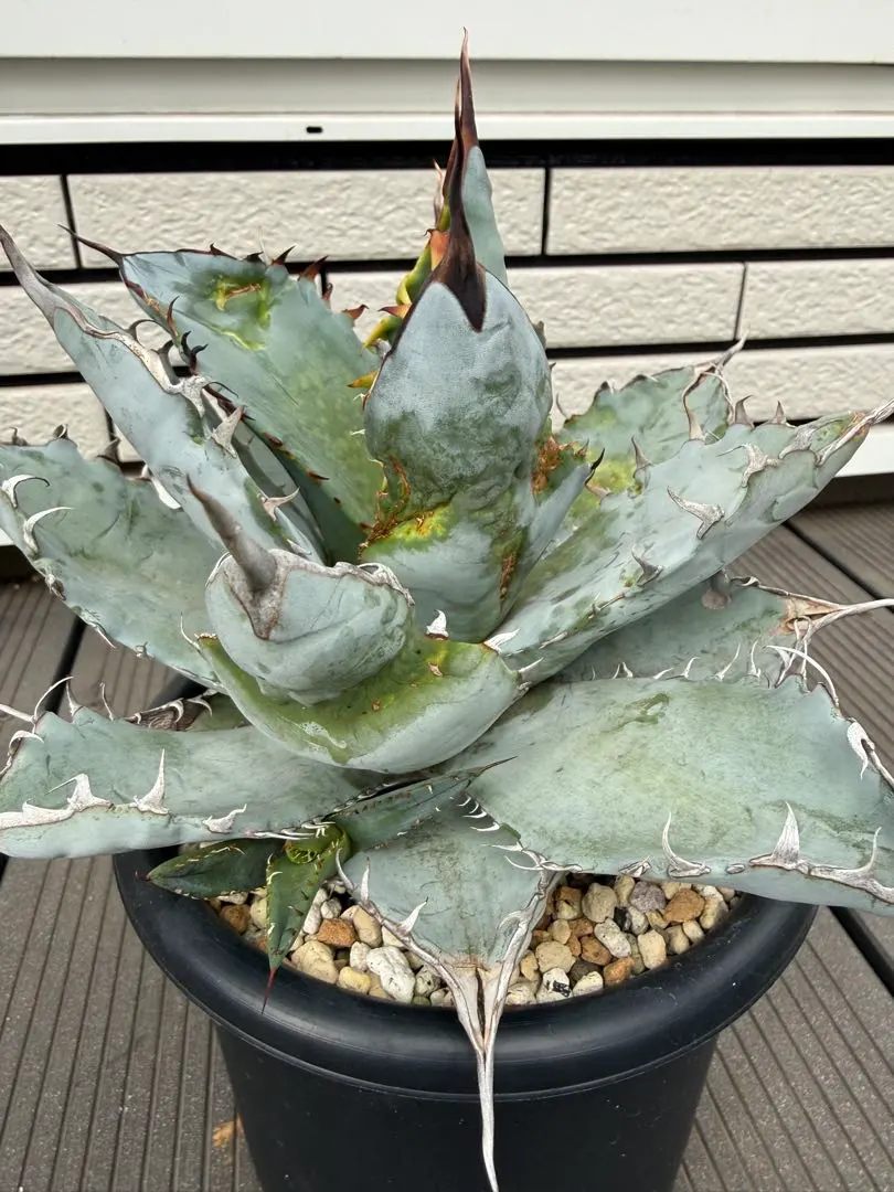 2026年最新】エボリスピナ bbの人気アイテム - メルカリ