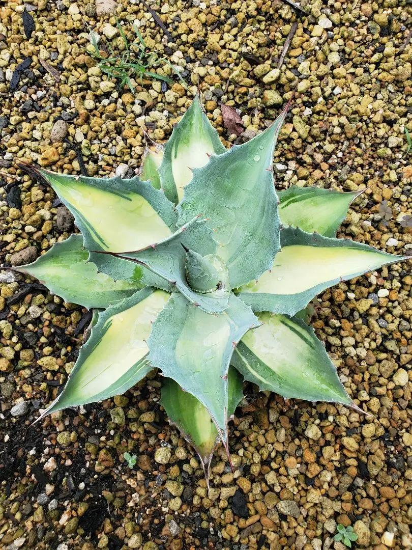 2026年最新】オバティ アウェイニングエンジェルの人気アイテム - メルカリ