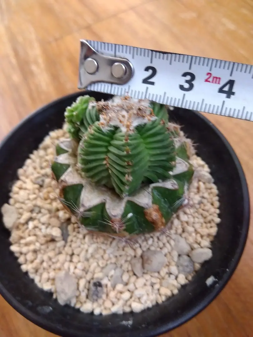 2026年最新】アズテキウム 紅籠の人気アイテム - メルカリ