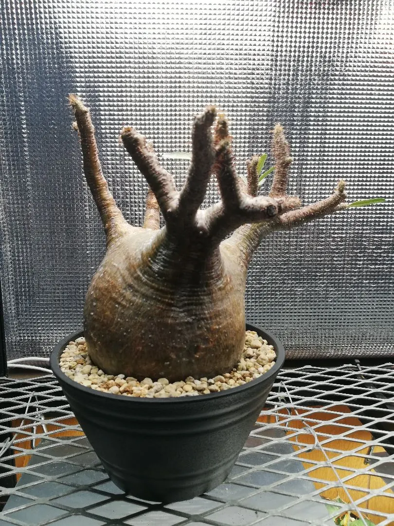 2026年最新】グラキリス 2頭 実生の人気アイテム - メルカリ