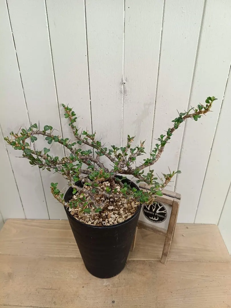 2026年最新】サルコカウロン バンデリエティアエの人気アイテム - メルカリ