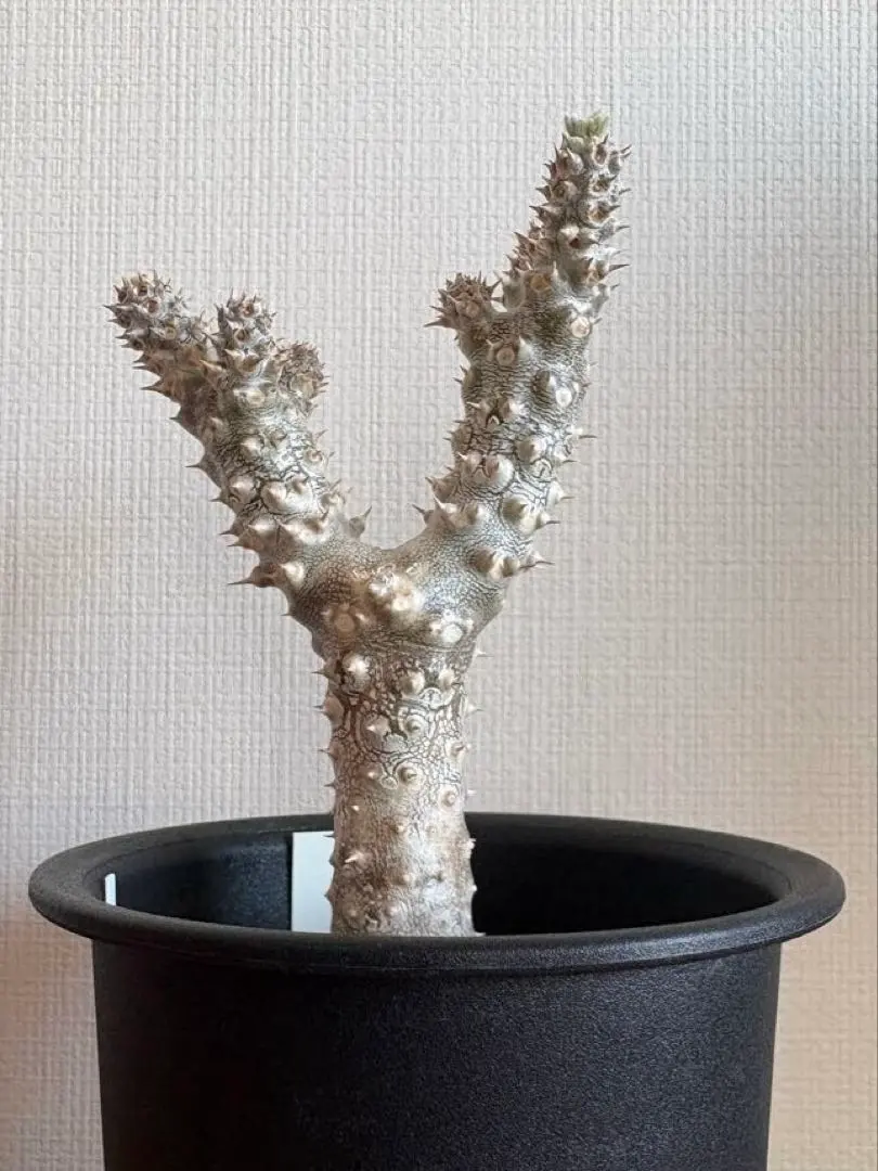 2026年最新】パキポディウム タッキーの人気アイテム - メルカリ