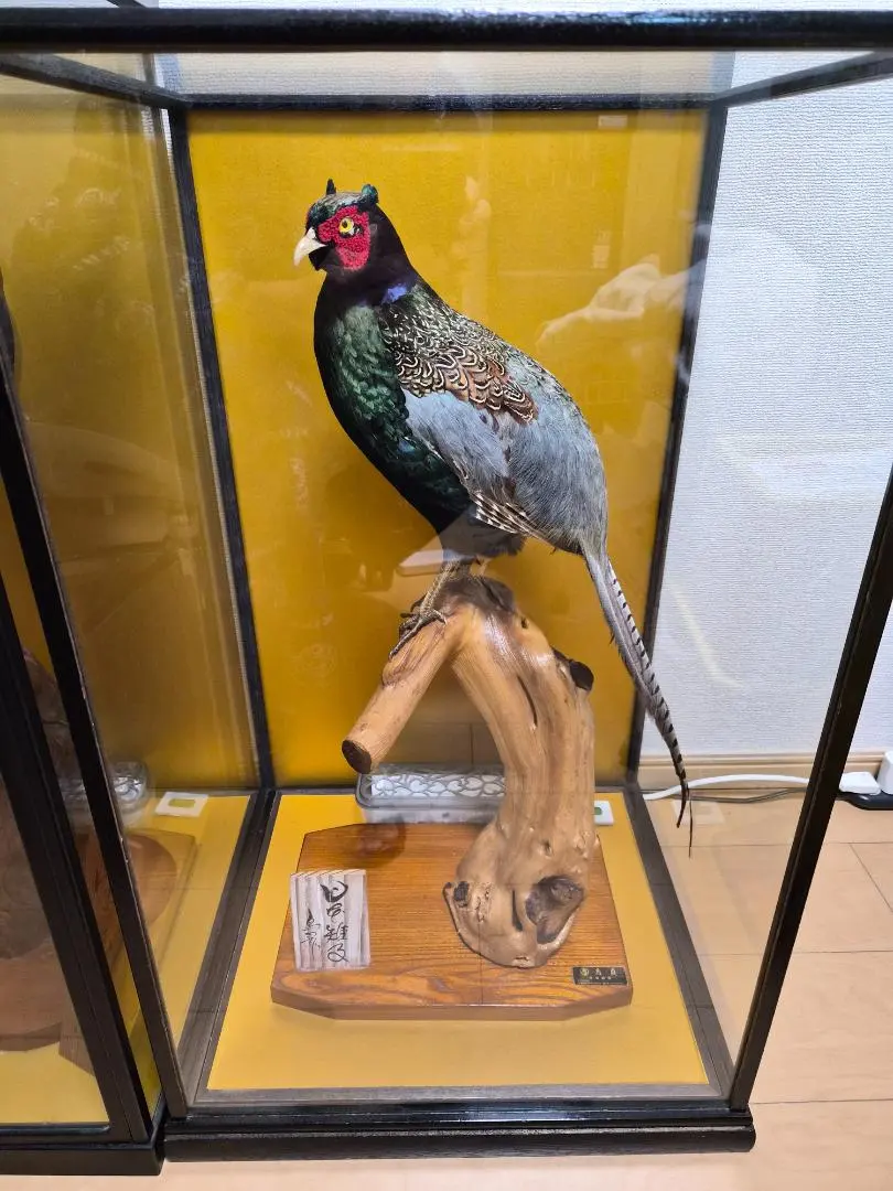 2026年最新】雉 剥製の人気アイテム - メルカリ