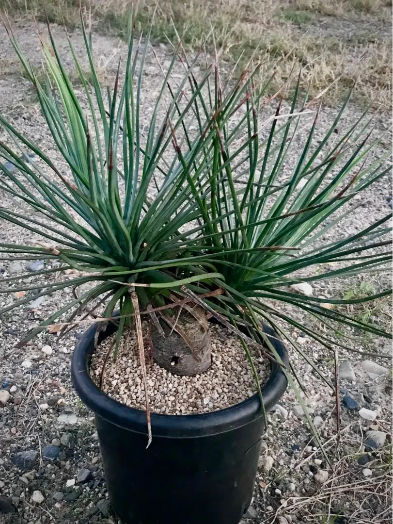 2026年最新】アガベ吹上の人気アイテム - メルカリ