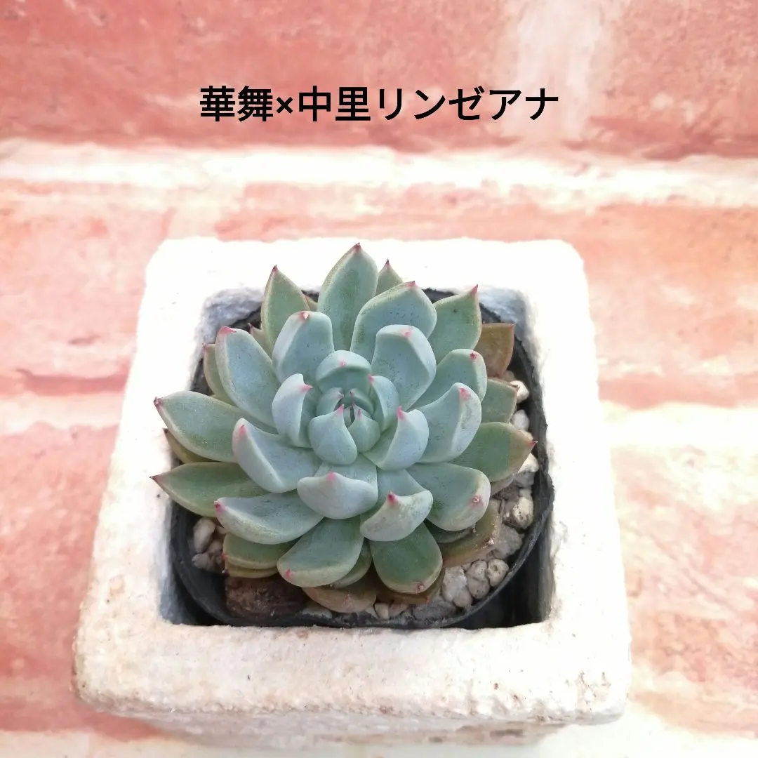 2026年最新】錦玉園 リンゼアナの人気アイテム - メルカリ