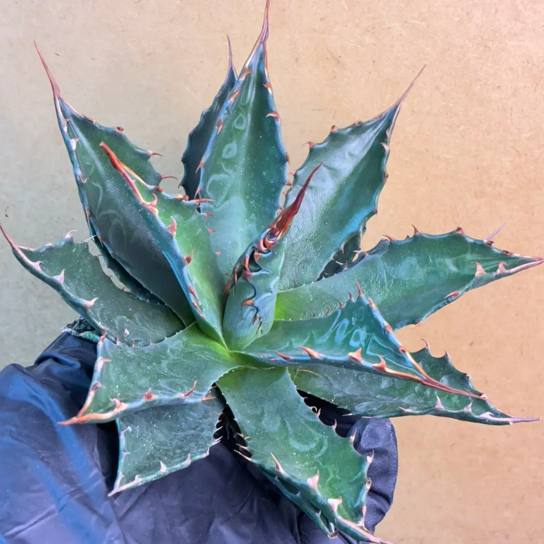 2026年最新】アガベ モンタナ イランの人気アイテム - メルカリ