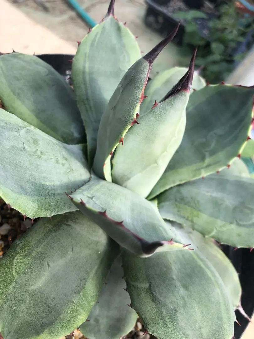 2026年最新】アガベパリーボーダーガードの人気アイテム - メルカリ