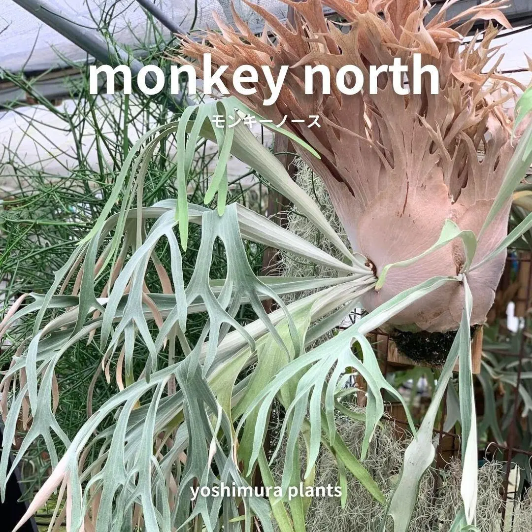 2026年最新】willinckii monkey northの人気アイテム - メルカリ