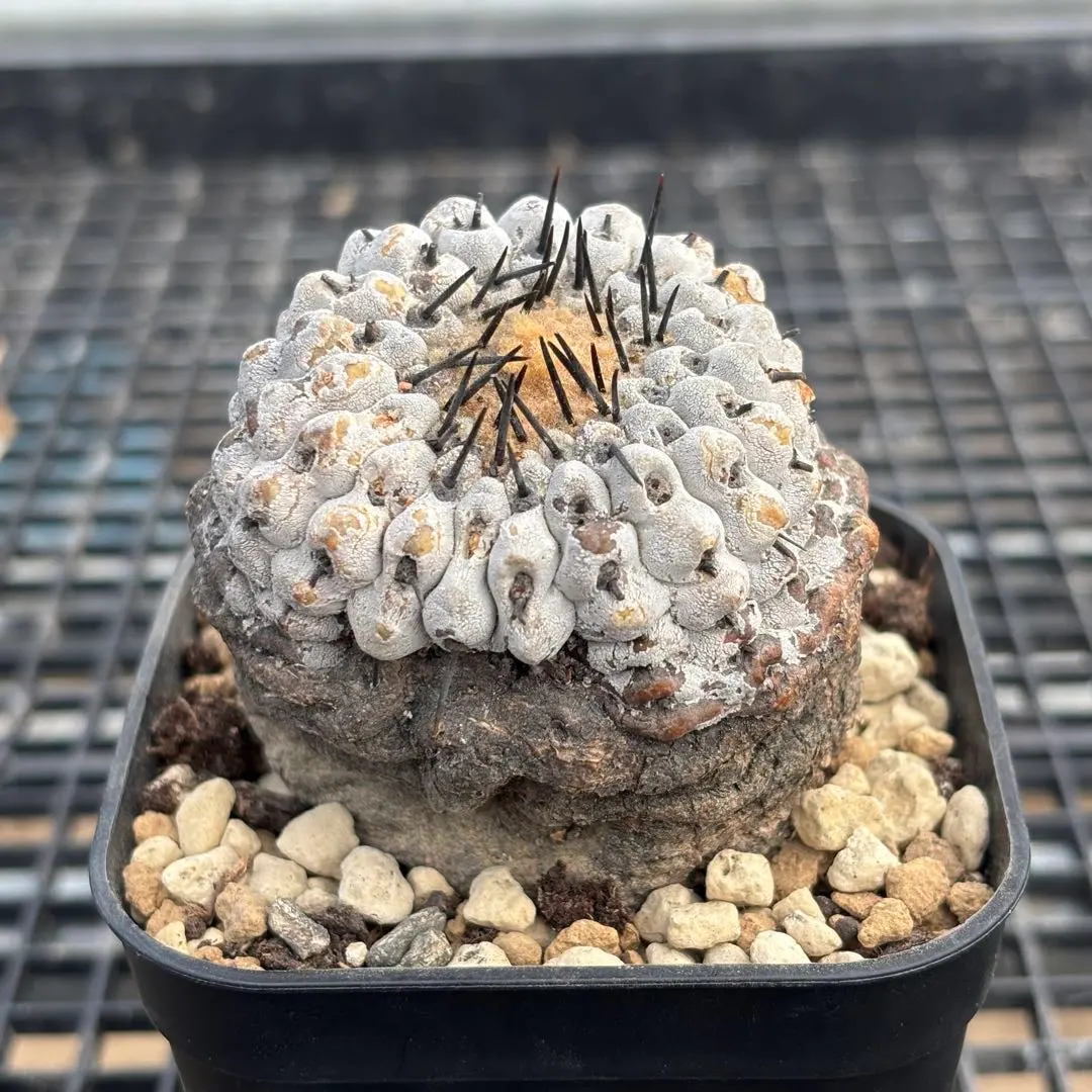 2026年最新】シネレア現地球の人気アイテム - メルカリ