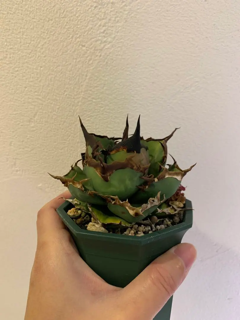 2026年最新】goodtanikuの人気アイテム - メルカリ