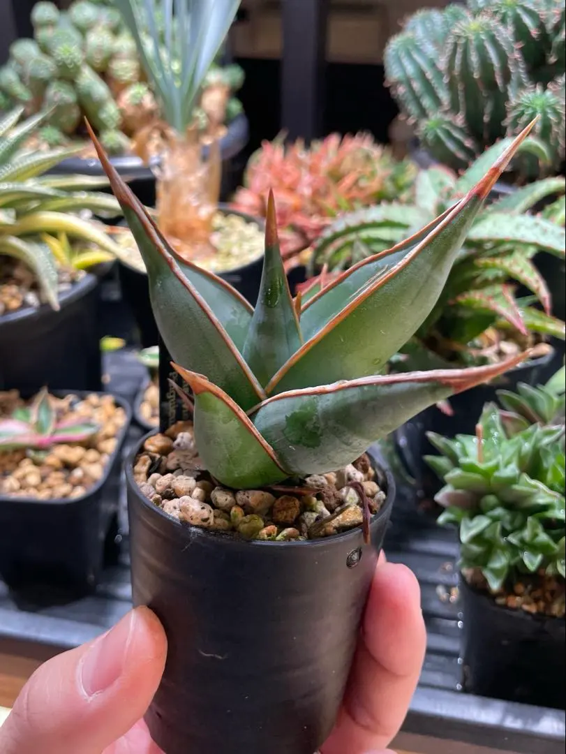 2026年最新】サンスベリア ピングイキュラ 斑入りの人気アイテム