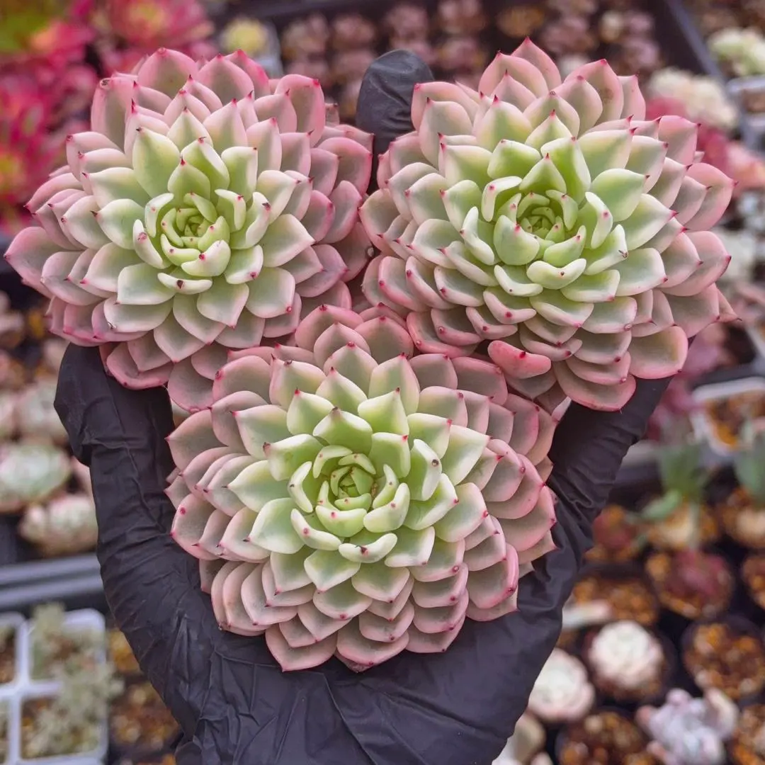 2026年最新】ギルバのバラ多肉の人気アイテム - メルカリ