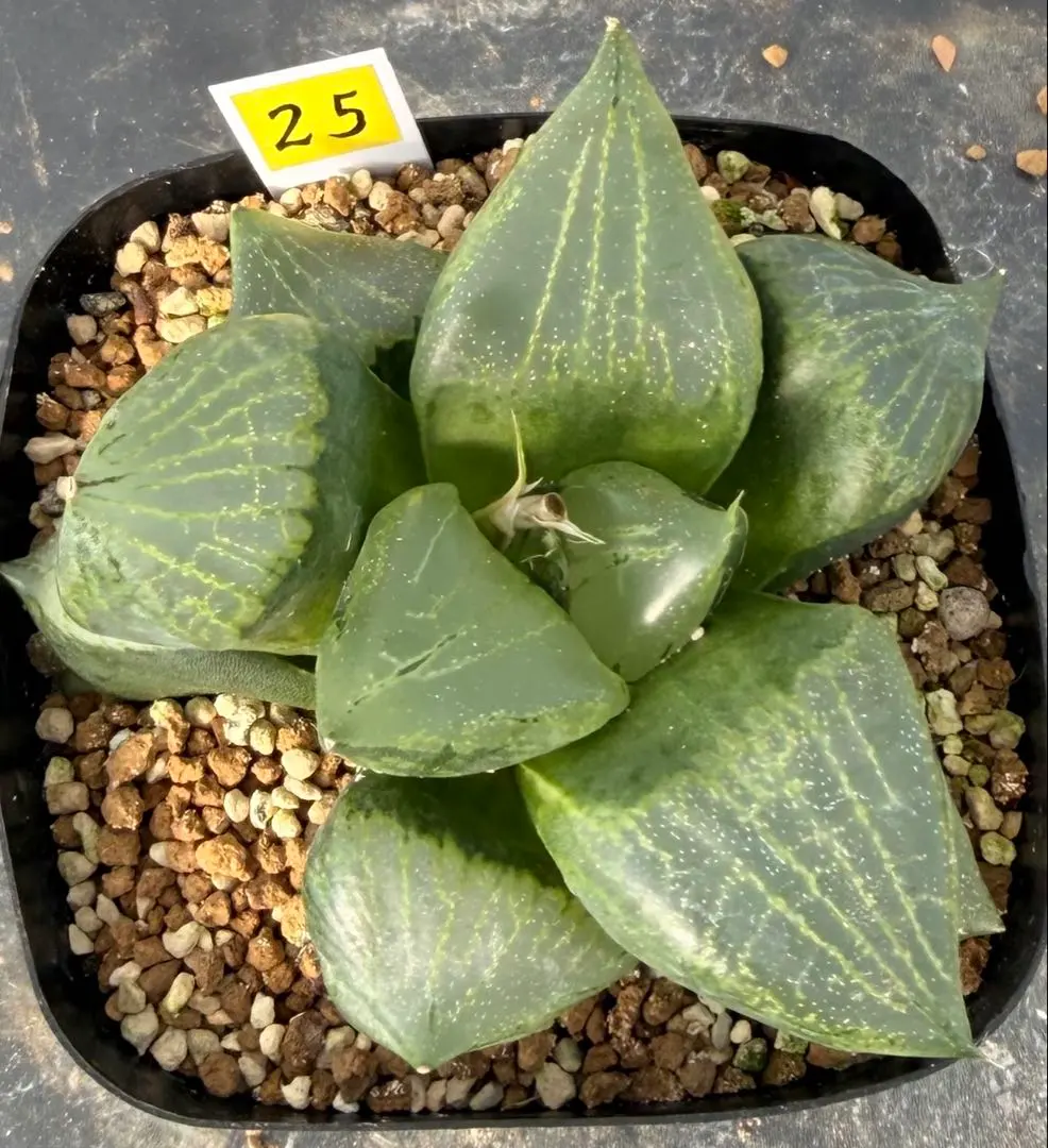 2026年最新】裏般若 ハオルチアの人気アイテム - メルカリ