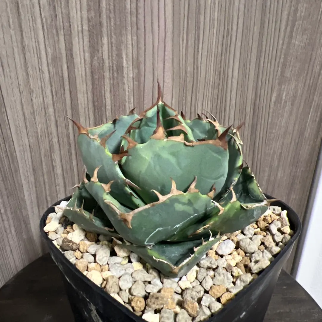 2026年最新】ジャガーノート錦の人気アイテム - メルカリ