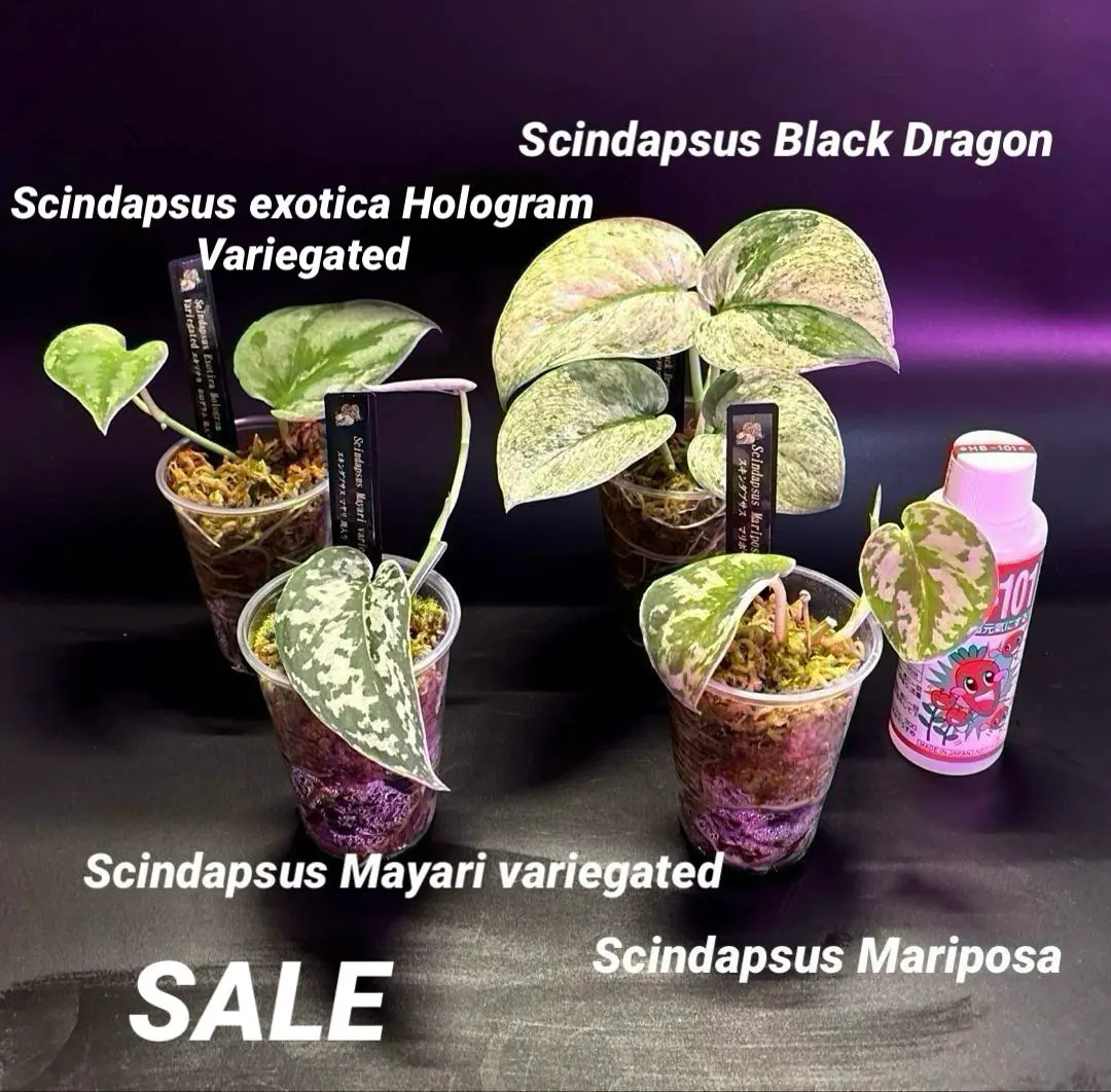 2026年最新】スキンダプサス マヤリの人気アイテム - メルカリ