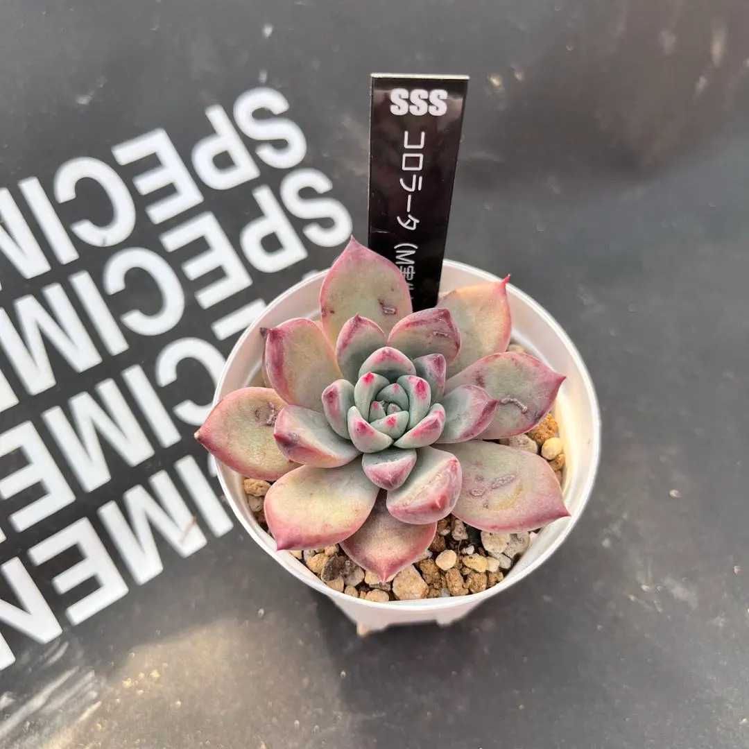 2026年最新】mさん苗コロラータの人気アイテム - メルカリ