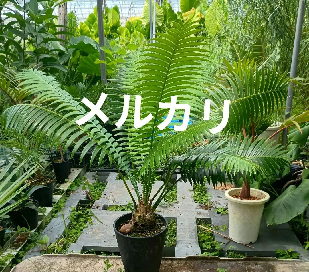 2026年最新】ディオーン スピヌロスムの人気アイテム - メルカリ