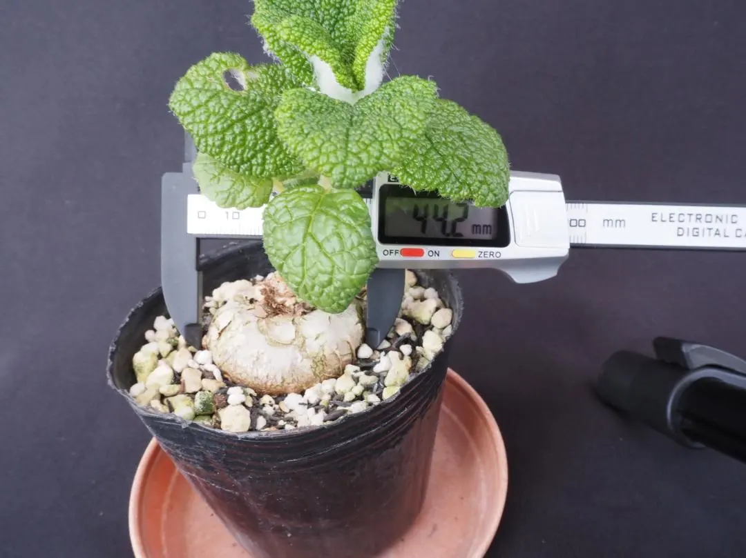 2026年最新】シンニンギアの人気アイテム - メルカリ