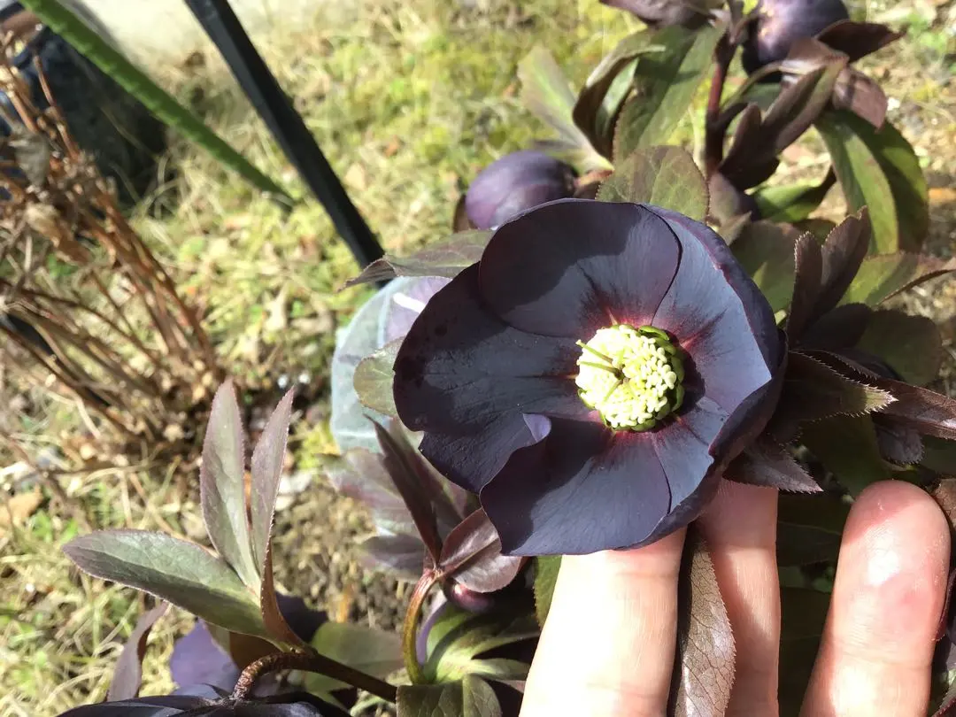 2026年最新】写楽クリスマスローズの人気アイテム - メルカリ