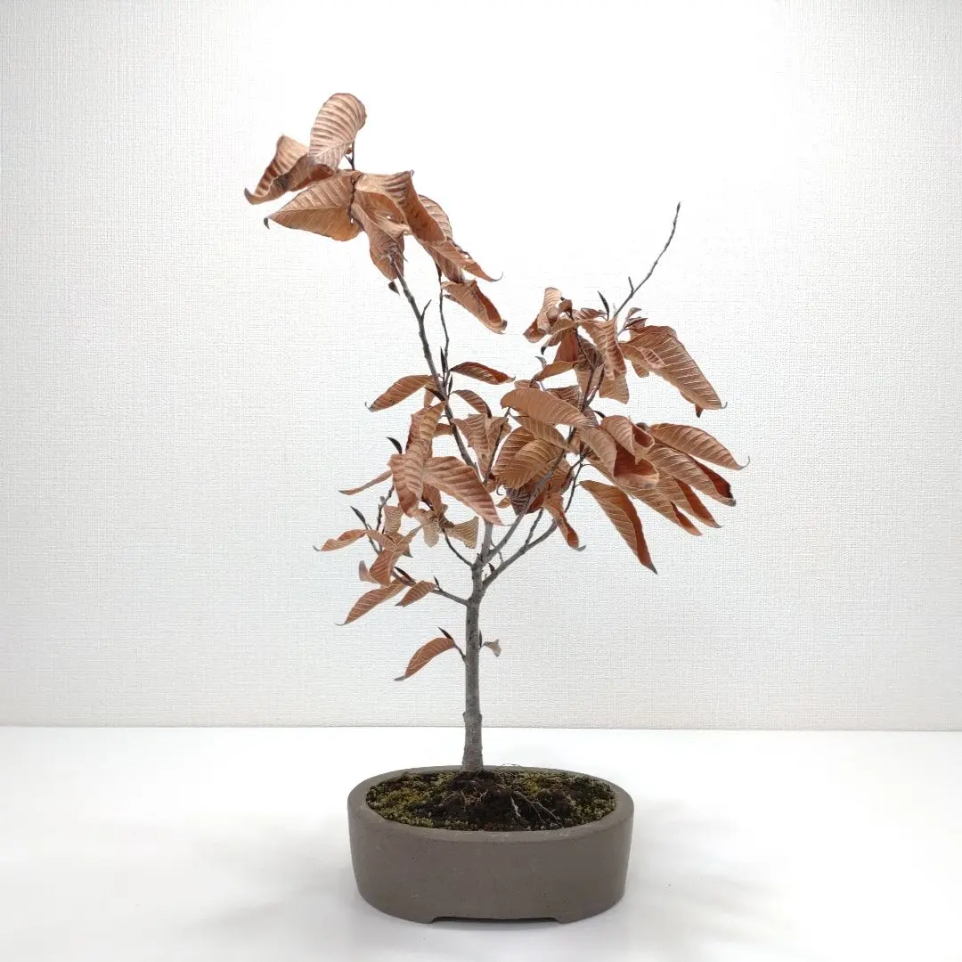 2026年最新】ブナ盆栽の人気アイテム - メルカリ