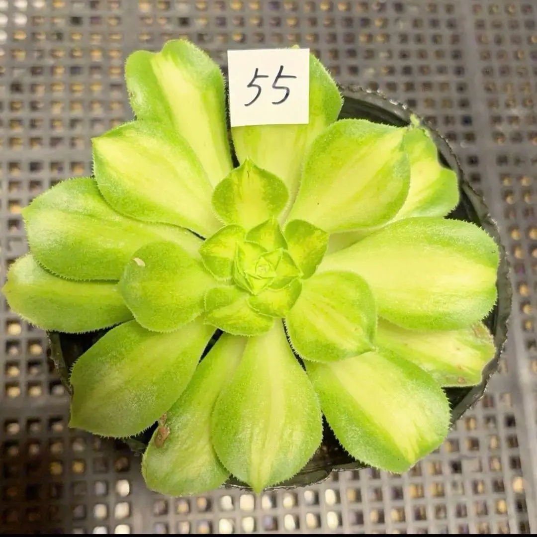 2026年最新】アエオニウム サラダボールの人気アイテム - メルカリ