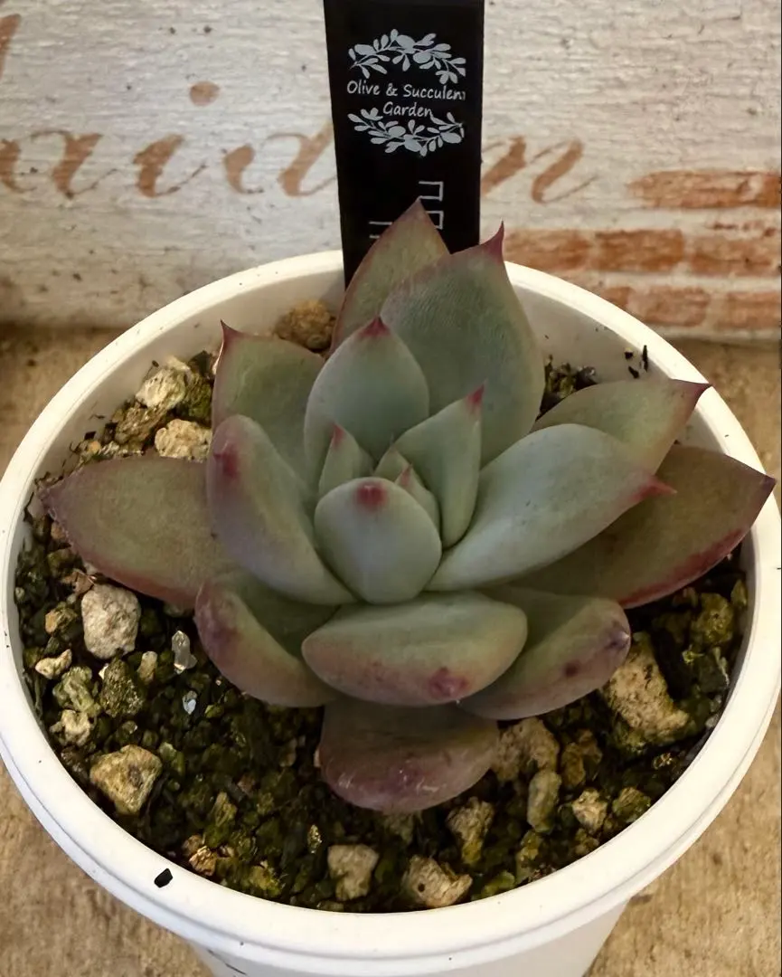 2026年最新】堀川コロラータの人気アイテム - メルカリ