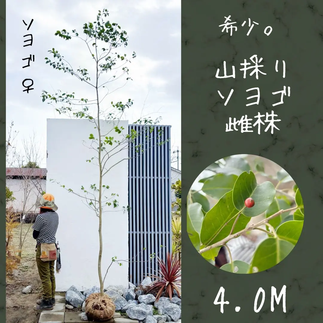 2026年最新】山採り ソヨゴの人気アイテム - メルカリ