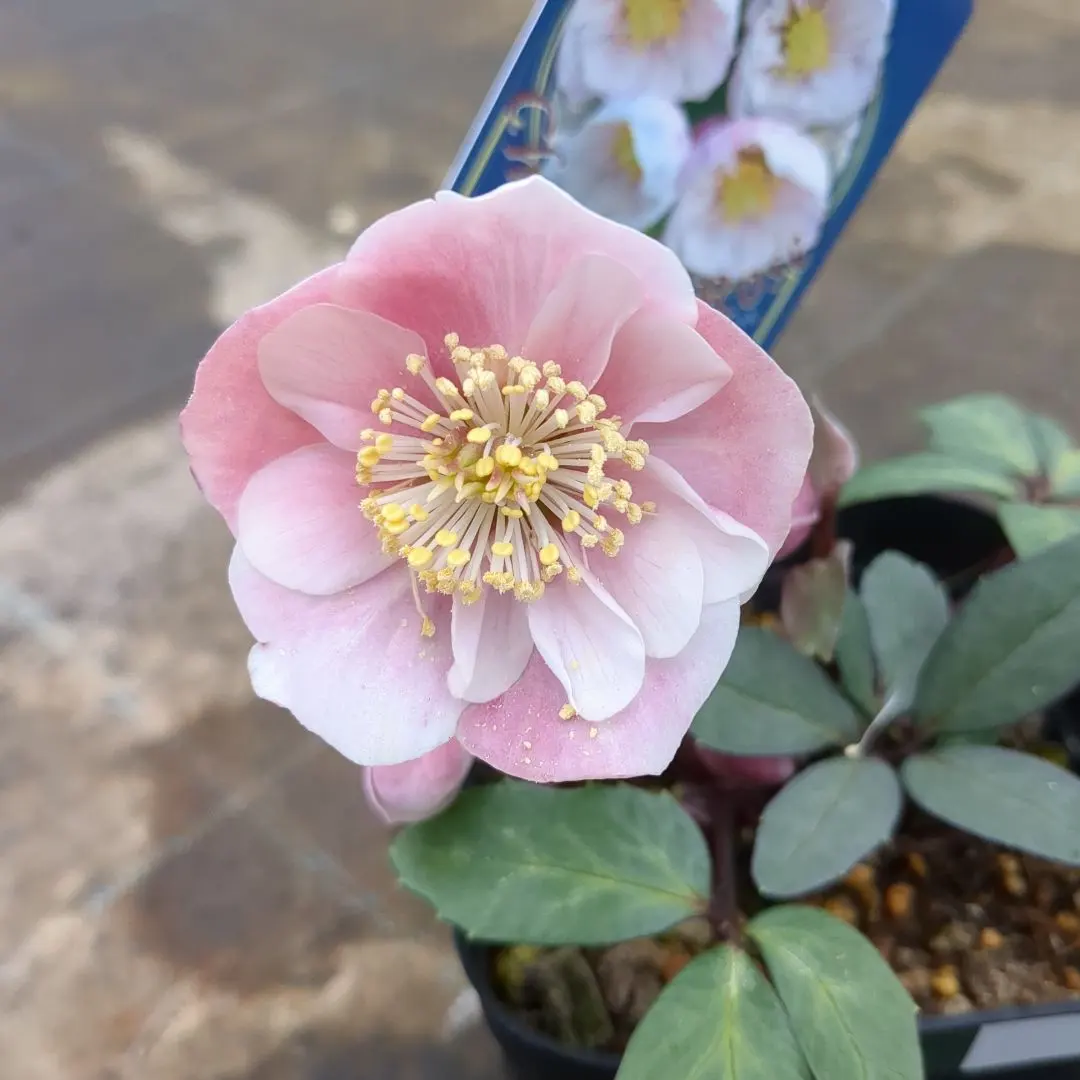 2026年最新】クリスマスローズ ピンクニゲル ダブルの人気アイテム