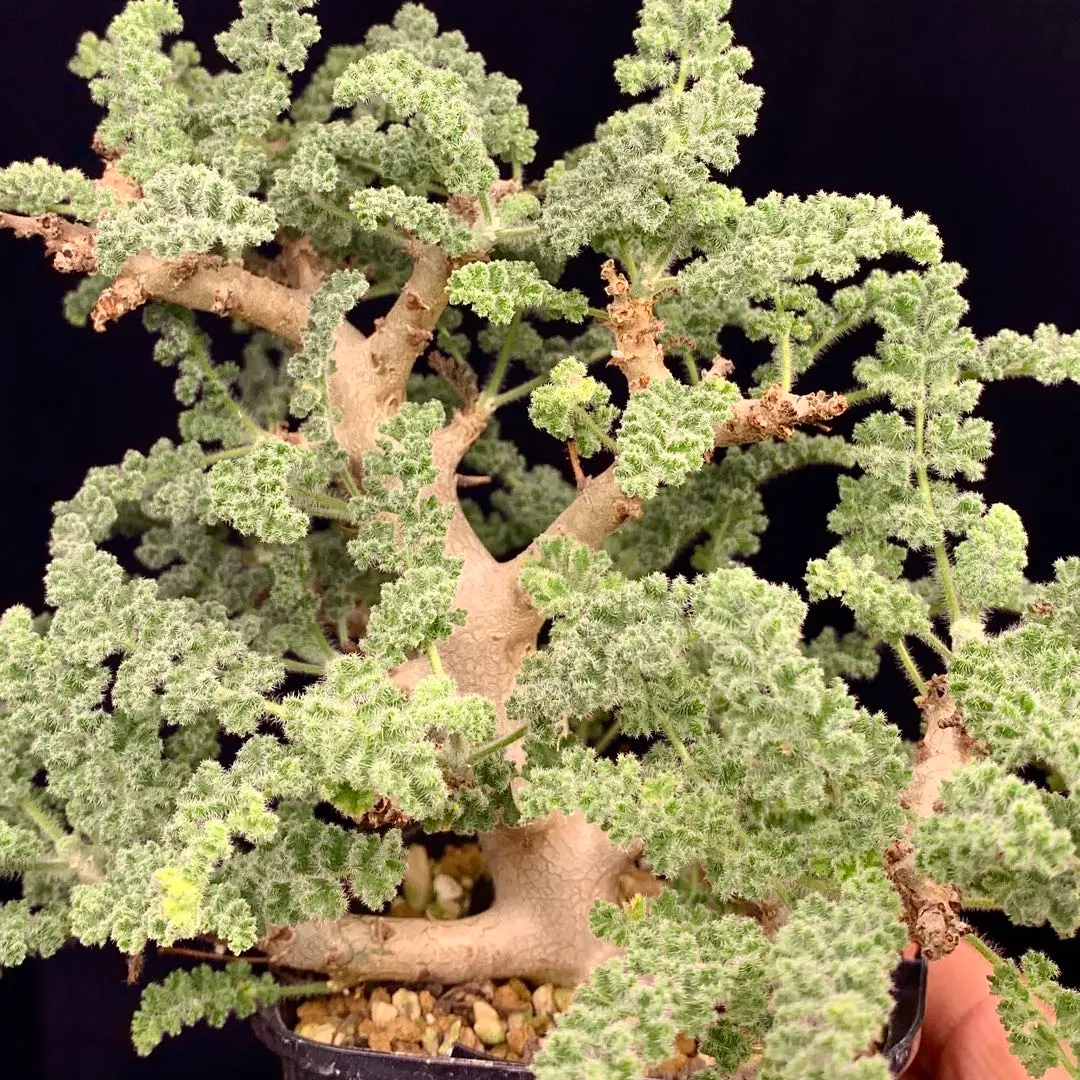 2026年最新】ペラルゴニウム アルテルナンスの人気アイテム - メルカリ