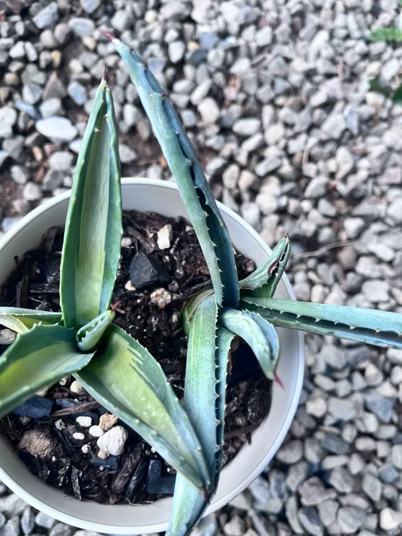 2026年最新】アガベ アメリカーナ縞斑の人気アイテム - メルカリ