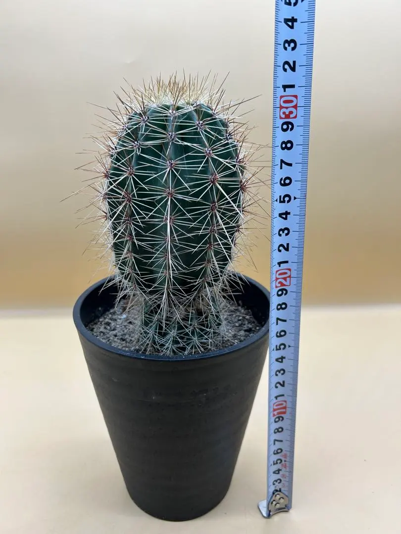 2026年最新】弁慶柱の人気アイテム - メルカリ