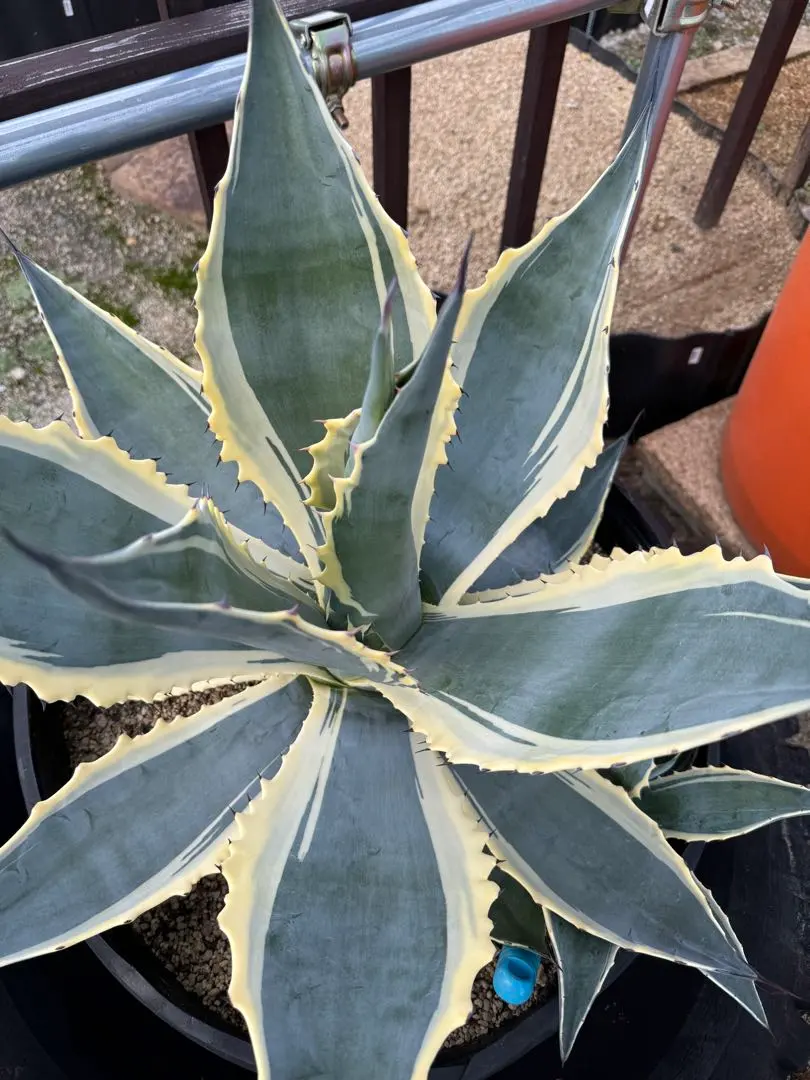 2026年最新】アガベ アメリカーナ バリエガータの人気アイテム - メルカリ