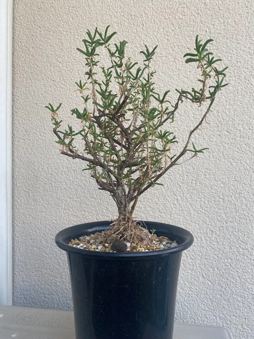 2026年最新】メストクレマ ツベローサムの人気アイテム - メルカリ