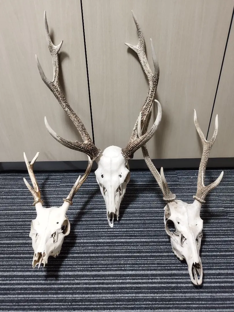 2026年最新】頭蓋骨付き鹿の角の人気アイテム - メルカリ