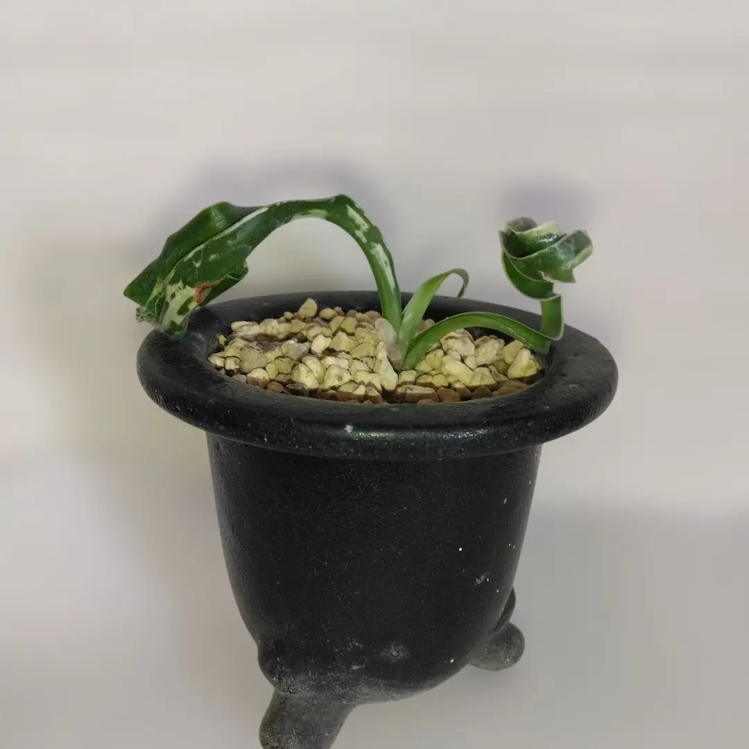 2026年最新】万年青 獅子の人気アイテム - メルカリ