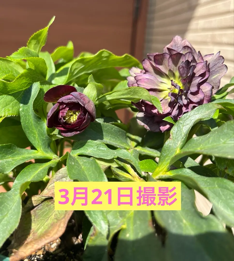 2026年最新】八咫烏 クリスマスローズの人気アイテム - メルカリ