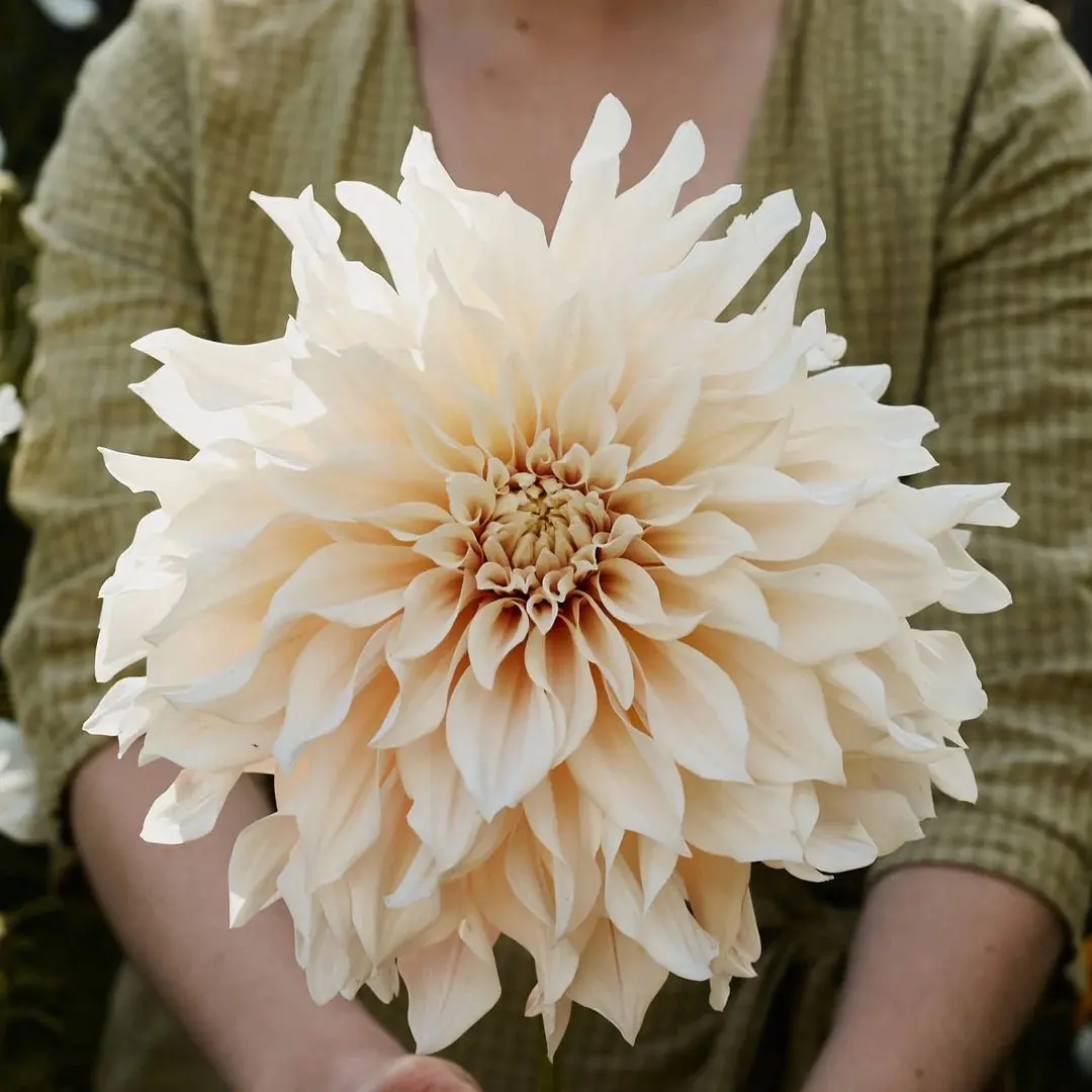 2026年最新】ダリア カフェオレの人気アイテム - メルカリ