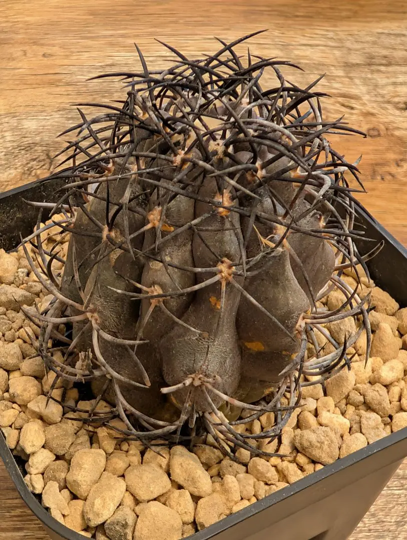 2026年最新】コピアポア グリセオの人気アイテム - メルカリ