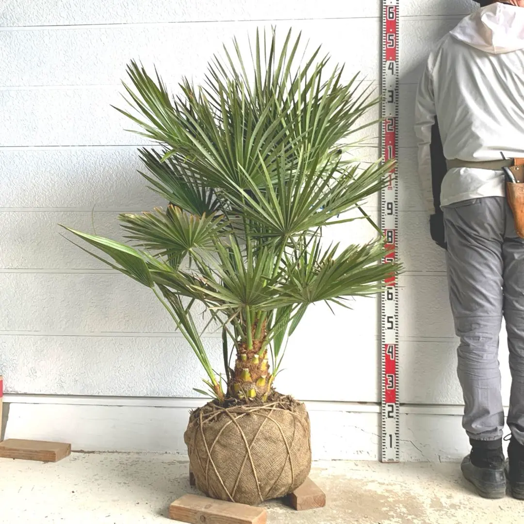 2026年最新】チャメロップスの人気アイテム - メルカリ