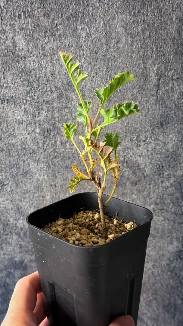 2026年最新】グレビレア グレープの人気アイテム - メルカリ