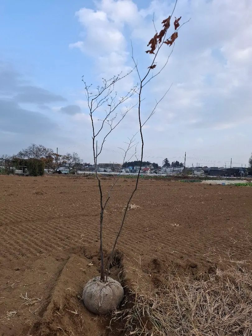2026年最新】山採りアオハダの人気アイテム - メルカリ