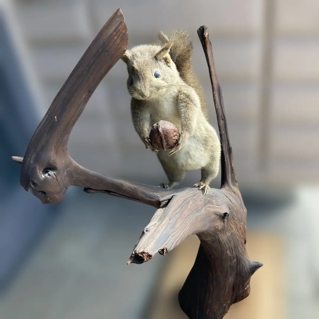 2026年最新】リス 剥製の人気アイテム - メルカリ