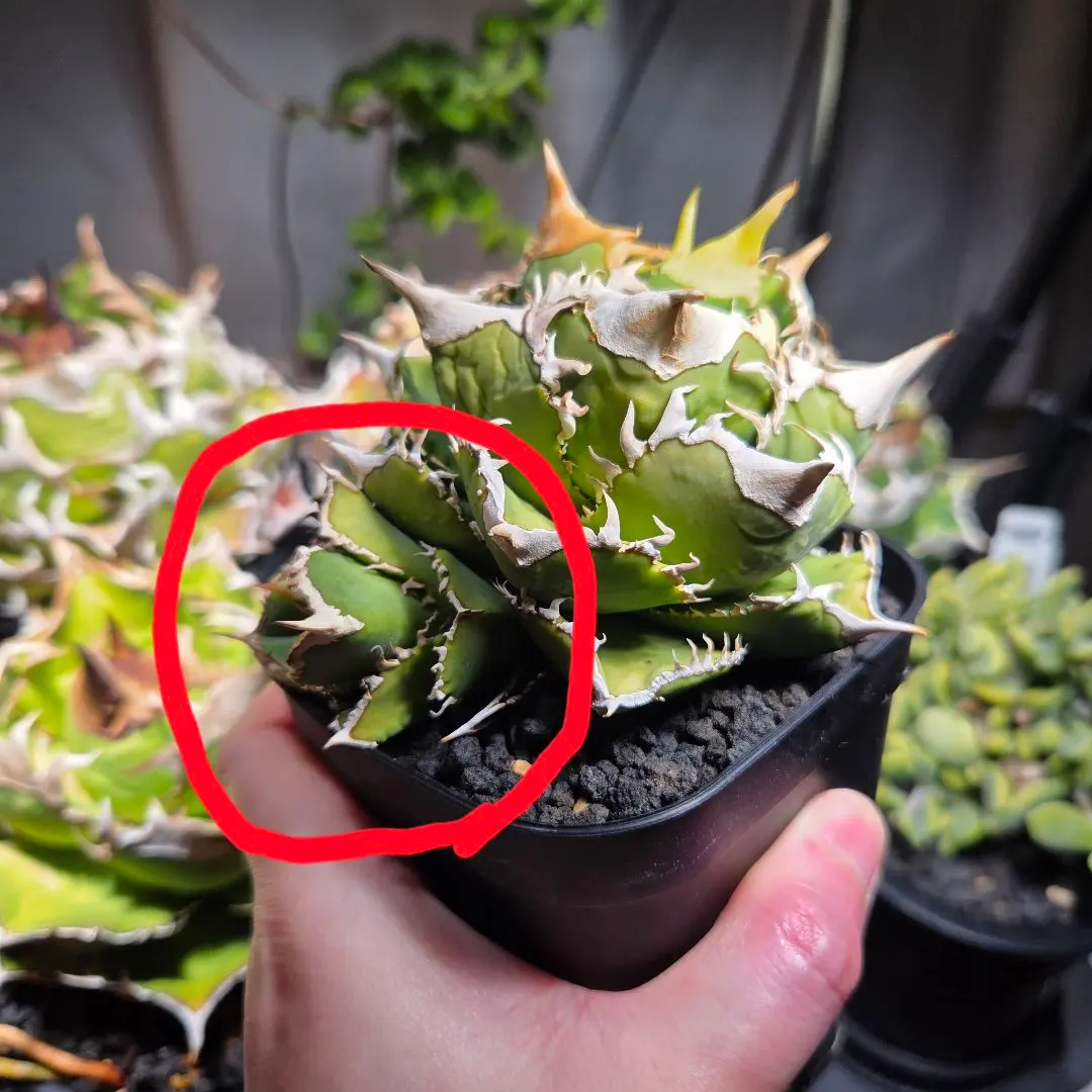 2026年最新】CJ special アガベの人気アイテム - メルカリ