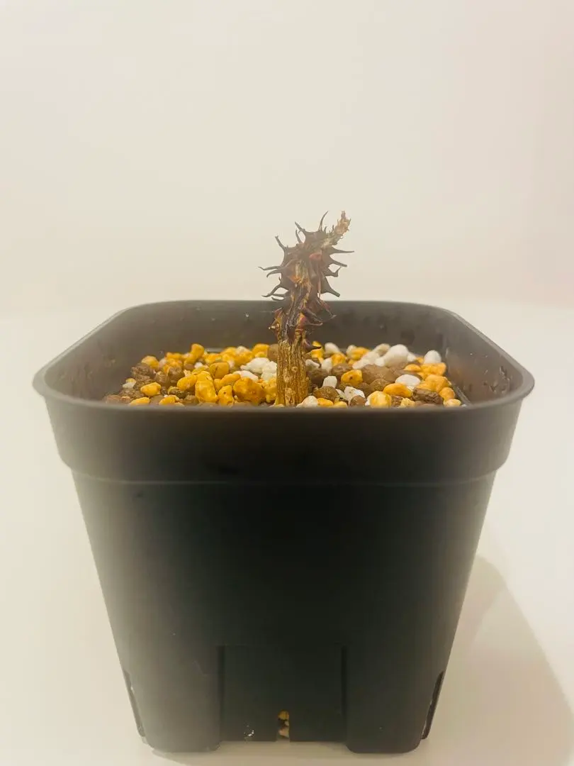 2026年最新】アデニア ペチュエリーの人気アイテム - メルカリ