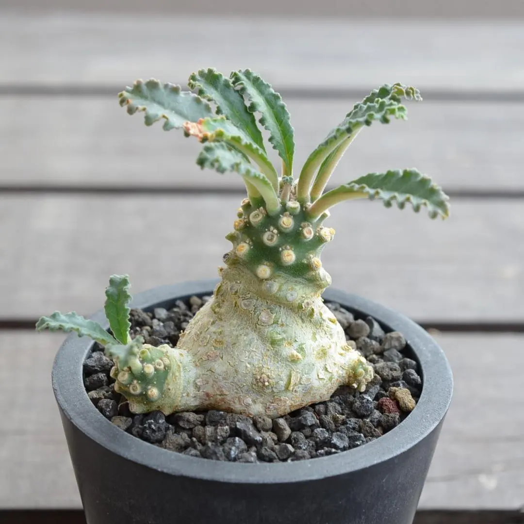 2026年最新】ドルステニア ラブラニーの人気アイテム - メルカリ