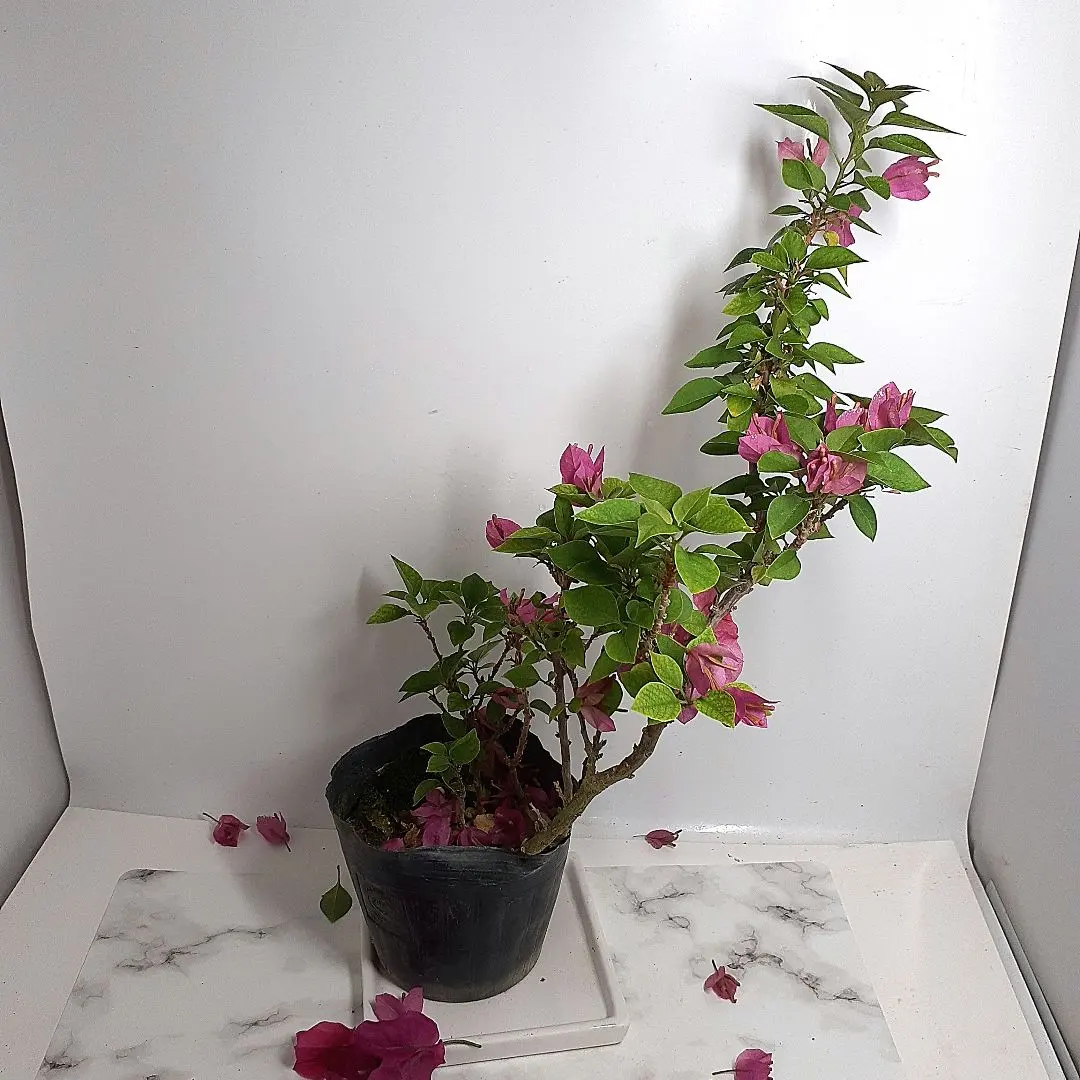 2026年最新】ブーゲンビリア 盆栽の人気アイテム - メルカリ