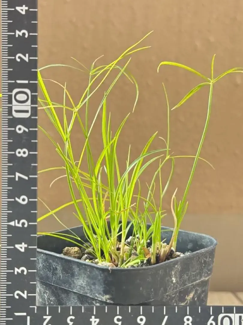 2026年最新】シペラスの人気アイテム - メルカリ