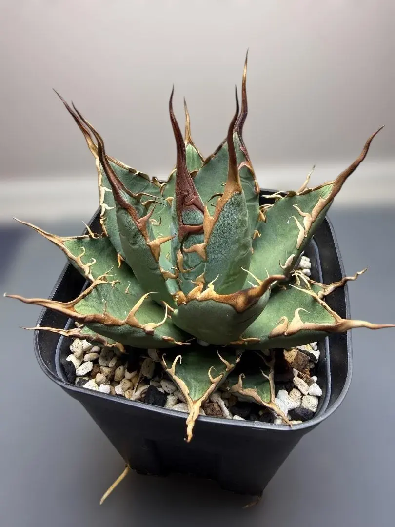 2026年最新】ユタエンシス ハイブリッドの人気アイテム - メルカリ